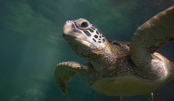 Nungwi Turtle Sanctuary