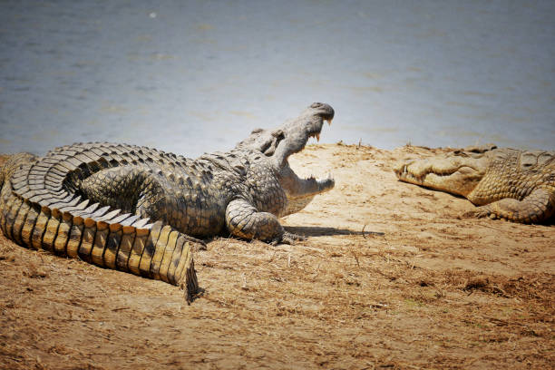 3 Days 2 Nights: Mikumi & Selous